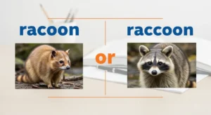 racoon or raccoon